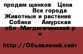 продам щенков › Цена ­ 15 000 - Все города Животные и растения » Собаки   . Амурская обл.,Магдагачинский р-н